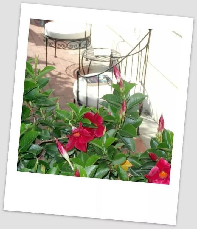 B & B Da Ferro Massarosa Dış mekan fotoğraf